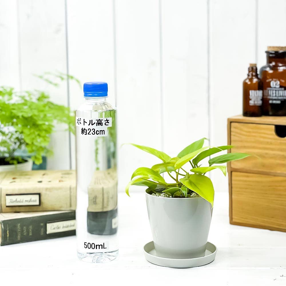 Amazon.co.jp: PLANCHU 観葉植物 フィロデンドロン オキシカルディウム